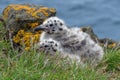 Endearing chicks of black-backed seagull, Iceland