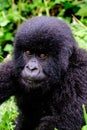 Face of a baby mountain gorilla