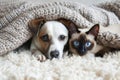 In this endearing image, a dog and cat peek out from under a soft grey knitted blanket, evoking feelings of warmth and