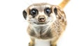 a Meerkat on white background is looking up