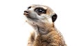 a Meerkat on white background is looking up