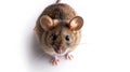 a mouse on white background is looking up
