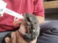 Baby Squirrel Nourished by a Pacified Pause