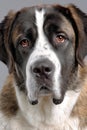 Endearing Saint Bernard Dog with Gentle Eyes and Warm Expression Posed in a Studio Setting Royalty Free Stock Photo