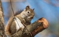 Endearing, springtime Red squirrel, close up and looking at camera