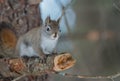 Endearing Springtime Red squirrel on a pine branch. Quick little woodland creature running up & down woodland trees. Royalty Free Stock Photo