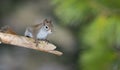 Endearing Springtime Red squirrel on a pine branch. Quick little woodland creature running up & down woodland trees. Royalty Free Stock Photo