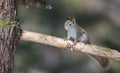 Endearing Springtime Red squirrel on a pine branch. Quick little woodland creature running up & down woodland trees. Royalty Free Stock Photo