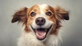 Studio portrait, a cute and joyful dog gazes directly at the camera, radiating charm and happiness