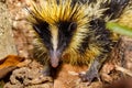 Endemic Tailless tenrec, Madagascar wildlife