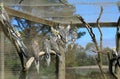 Cockatiel parrots