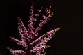 Endemic Australian plant Chamelaucium uncinatum.
