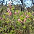 Endemic Australian wildflower pink-flowered Hakea in the Lesueur National Park