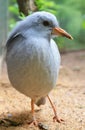 The endemic bird Kagu Rhynochetos jubatus