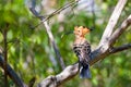 Endemic bird Madagascan hoopoe Madagascar