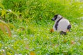 Endemic Black-and-white ruffed lemur (Varecia variegata subcincta) at the open zoo Royalty Free Stock Photo