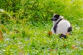 Endemic Black-and-white ruffed lemur (Varecia variegata subcincta) at the open zoo Royalty Free Stock Photo