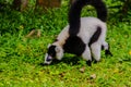 Endemic Black-and-white ruffed lemur (Varecia variegata subcincta) at the open zoo Royalty Free Stock Photo