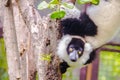 Endemic Black-and-white ruffed lemur (Varecia variegata subcincta) at the open zoo Royalty Free Stock Photo