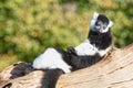 Grey Gibbon, hand holding a rope Royalty Free Stock Photo