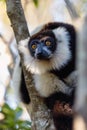 Black-and-white ruffed lemur, Madagascar Wildlife Royalty Free Stock Photo