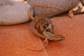 Endemic Canarian Gallot`s lizards fighting in the front yard Royalty Free Stock Photo