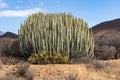 Endemic Canary Island spurge Euphorbia canariensis at Malpais de Rasca badlands, Tenerife, Spain