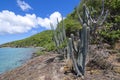 Endemic Caribbean plant species