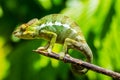 Endemic chameleon in Madagascar