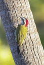 Endemic Cuban green woodpecker, Xiphidiopicus percussus Royalty Free Stock Photo