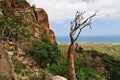 Endemic plant of the Socotra Island, Yemen, Africa Royalty Free Stock Photo