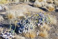 Endemic flower of Madagascar Royalty Free Stock Photo