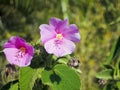 Endemic flower of Madagascar Royalty Free Stock Photo