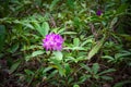 Endemic flower Rhododendron ponticum in Strandja mountain, Bulgaria called Zelenika