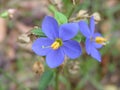 Endemic Flowering Plants of Sri Lanka, (Exacum trinervium macranthum)