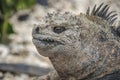 Endemic Galapagos Marine Iguana close-up Royalty Free Stock Photo