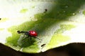 Endemic Giraffe weevil (Trachelophorus giraffa) on a green leaf. Royalty Free Stock Photo