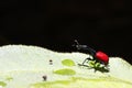 Endemic Giraffe weevil (Trachelophorus giraffa) on a green leaf.