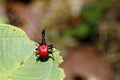 Endemic Giraffe weevil (Trachelophorus giraffa) on a green leaf. Royalty Free Stock Photo