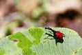 Endemic Giraffe weevil (Trachelophorus giraffa) on a green leaf.