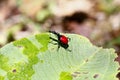 Endemic Giraffe weevil (Trachelophorus giraffa) on a green leaf.