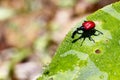 Endemic Giraffe weevil (Trachelophorus giraffa) on a green leaf.