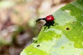 Endemic Giraffe weevil (Trachelophorus giraffa) on a green leaf.