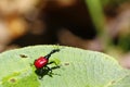 Endemic Giraffe weevil (Trachelophorus giraffa) on a green leaf. Royalty Free Stock Photo