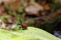 Endemic Giraffe weevil (Trachelophorus giraffa) on a green leaf.