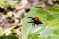 Endemic Giraffe weevil (Trachelophorus giraffa) on a green leaf. Royalty Free Stock Photo