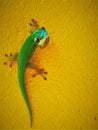 Closeup of an endemic Gecko from La Reunion island looking at camera Royalty Free Stock Photo
