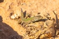 Endemic lizard on the island of Comino ,  Malta Royalty Free Stock Photo