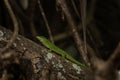 Madagascar giant day gecko, phelsuma grandis Royalty Free Stock Photo