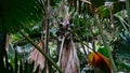 Endemic lodoicea tree with its huge fruits in the dense rainforest of Praslin island, Seychelles. Royalty Free Stock Photo